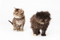 Persian kittens Royalty Free Stock Photo