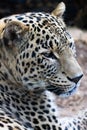 Persian Leopard Royalty Free Stock Photo