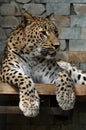 Persian Leopard