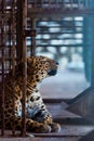 Persian Leopard in a cage. The animal is in captivity Royalty Free Stock Photo