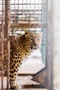 Persian Leopard in a cage Royalty Free Stock Photo