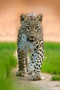 Persian leopard or Central Asian Caucasian leopard, Panthera pardus saxicolor, face portrait of wild big cat. Wildlife scene from