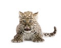 Persian leopard Cub (2 months) Royalty Free Stock Photo