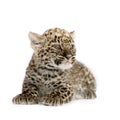 Persian leopard Cub (2 months) Royalty Free Stock Photo
