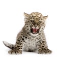 Persian leopard Cub (2 months) Royalty Free Stock Photo