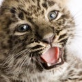 Persian leopard Cub (2 months) Royalty Free Stock Photo