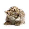 Persian leopard Cub (2 months) Royalty Free Stock Photo