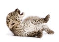 Persian leopard Cub (2 months) Royalty Free Stock Photo