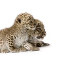 Persian leopard Cub (2 months) Royalty Free Stock Photo