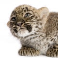 Persian leopard Cub (2 months) Royalty Free Stock Photo