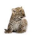 Persian leopard Cub (2 months) Royalty Free Stock Photo