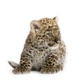 Persian leopard Cub (2 months) Royalty Free Stock Photo