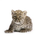 Persian leopard Cub (2 months) Royalty Free Stock Photo