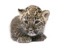 Persian leopard Cub (6 weeks)