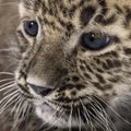 Persian leopard Cub (6 weeks) Royalty Free Stock Photo