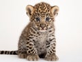 Persian leopard Cub (6 weeks) Royalty Free Stock Photo