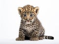 Persian leopard Cub (6 weeks) Royalty Free Stock Photo