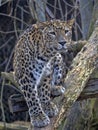 Persian Leopard male, Panthera pardus saxicolor, sitting on a branch Royalty Free Stock Photo