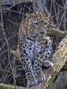 Persian Leopard male, Panthera pardus saxicolor, sitting on a branch Royalty Free Stock Photo