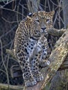 Persian Leopard male, Panthera pardus saxicolor, sitting on a branch Royalty Free Stock Photo