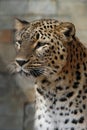 Persian leopard