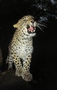 PERSIAN LEOPARD panthera pardus saxicolor, ADULT SNARLING IN THREAT POSTURE