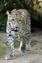 Persian leopard (Panthera pardus saxicolor). Royalty Free Stock Photo