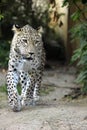 Persian leopard (Panthera pardus saxicolor). Royalty Free Stock Photo