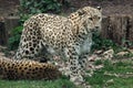 Persian leopard (Panthera pardus saxicolor). Royalty Free Stock Photo