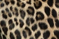 Persian leopard (Panthera pardus saxicolor). Fur texture. Royalty Free Stock Photo