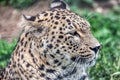 Persian leopard (Panthera pardus saxicolor Royalty Free Stock Photo