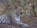 Persian Leopard, Panthera pardus saxicolor, observe the surroundings Royalty Free Stock Photo