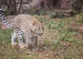 Persian leopard, Panthera pardus saxicolor Royalty Free Stock Photo