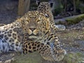 Persian Leopard, Panthera pardus saxicolor, resting male lying on the ground Royalty Free Stock Photo