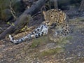 Persian Leopard, Panthera pardus saxicolor, resting male lying on the ground Royalty Free Stock Photo