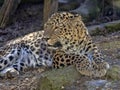 Persian Leopard, Panthera pardus saxicolor, resting male lying on the ground Royalty Free Stock Photo