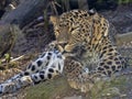 Persian Leopard, Panthera pardus saxicolor, resting male lying on the ground Royalty Free Stock Photo