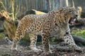 Persian leopard