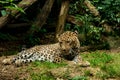 Persian Leopard in the zoo Royalty Free Stock Photo