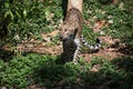 Persian leopards are looking seriously prey