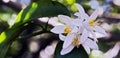 Persian lime tree in bloom Royalty Free Stock Photo