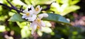 Persian lime tree in bloom Royalty Free Stock Photo