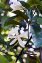 Persian lime tree in bloom Royalty Free Stock Photo