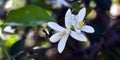 Persian lime tree in bloom Royalty Free Stock Photo