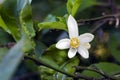 Persian lime tree in bloom Royalty Free Stock Photo