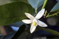 Persian lime tree in bloom Royalty Free Stock Photo