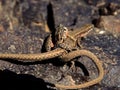 Persian lizard on the rocks