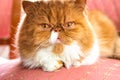 Persian long-haired cat with big eyes on a pink background Royalty Free Stock Photo