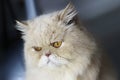 A Persian longhair cat bad mood Royalty Free Stock Photo