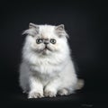 Persian kitten sitting and lookin straight in camera